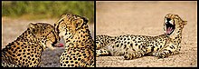 Cheetahs in Sir Bani Yas, the UAE Cheetahs sir bani yas.jpg