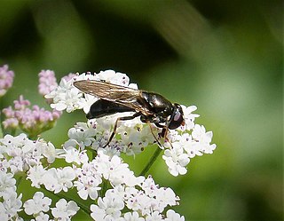 <i>Cheilosia soror</i> Species of fly