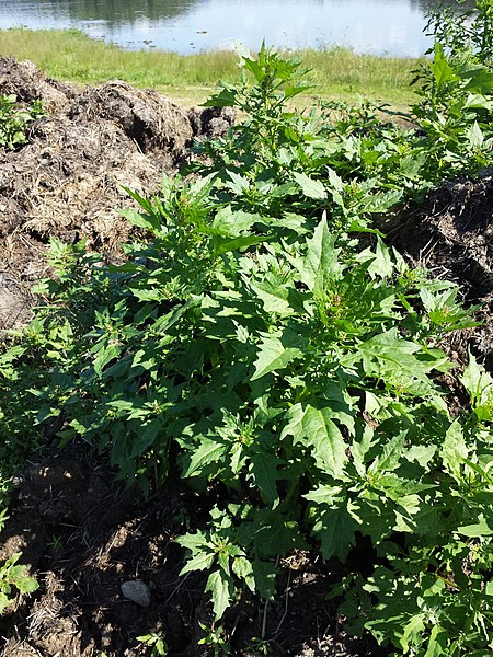 File:Chenopodium rubrum (s. str.) sl9.jpg