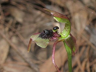 <i>Chiloglottis seminuda</i> Species of orchid