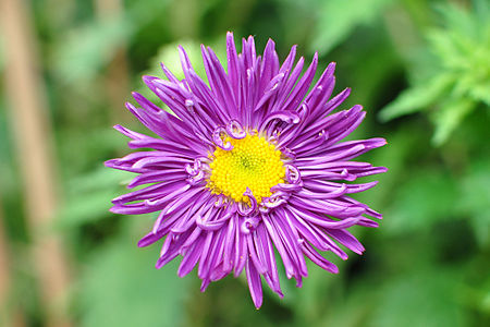 China Aster (Callistephus Chinensis)