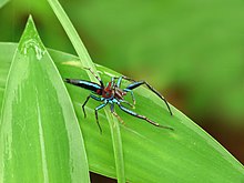 Chrysilla lauta la Kadavoor.jpg