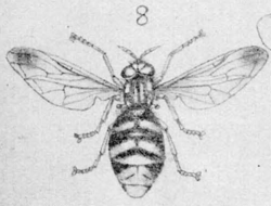 Chrysotoxum grandis 1.png