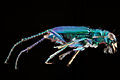 Cicindela sexguttata,-side 2012-06-18-17.55.12-ZS-PMax.jpg