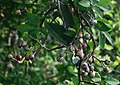 Cissus rotundifolia