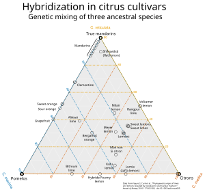 Citrus Taxonomy