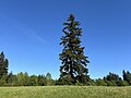 * Kandidimi Clark Lake Park in Kent, Washington --Roc0ast3r 06:05, 23 May 2024 (UTC) * E miratuar  Support Good quality. --MB-one 12:26, 27 May 2024 (UTC)