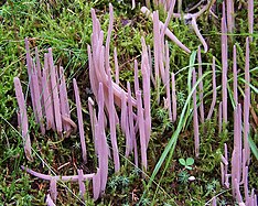 Clavaria purpurea T58.1.jpg 