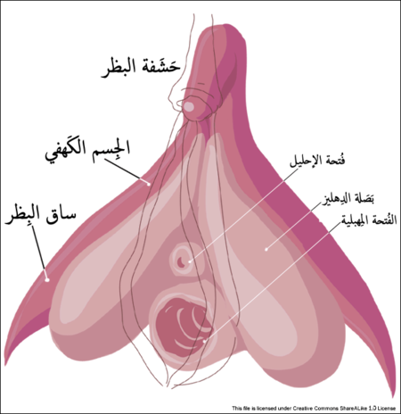 Clitoris inner anatomy-ar.png