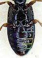 Clivina fossor