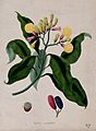 Clove tree (Syzygium aromaticum); flowering stem and separat Wellcome V0043953EL.jpg