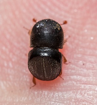 <i>Cnestus</i> Genus of beetles