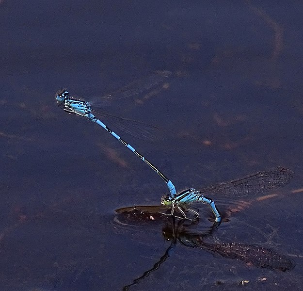 File:Coenagrion scitulum 01.jpg