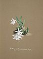Coelogyne odoratissima aquarell in: Collection d'orchidées, (1850-1870)
