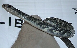 <i>Coluber constrictor anthicus</i> Subspecies of snake