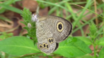 Common Fivering, underside (Ypthima argus)