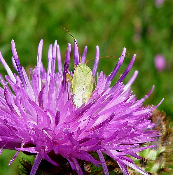 File:Common Green Capsid. Lygocoris pabulinus. Miridae - Flickr - gailhampshire.jpg