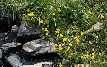 Common monkeyflowers (Mimulus guttatus)