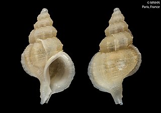 <i>Conchatalos tirardi</i> Species of gastropod
