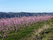 Peach blossoms Conflent.JPG