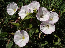 Convolvulus arvensis.jpg 