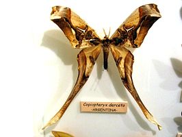 Copiopteryx derceto