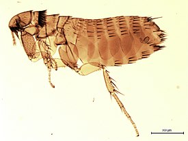 Corrodopsylla curvata