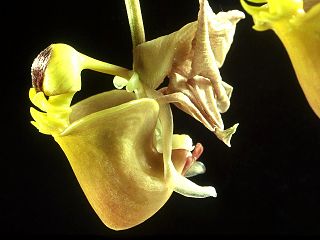 <i>Coryanthes trifoliata</i> Species of plant