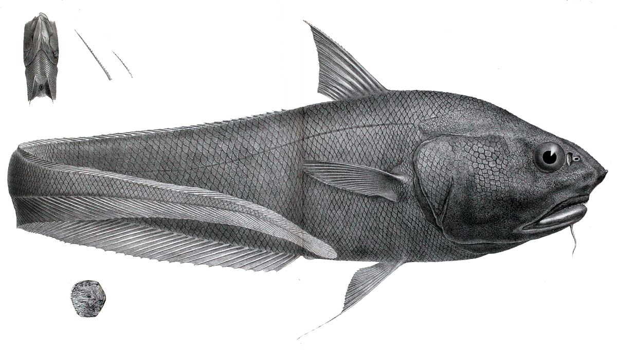 giant grenadier fish