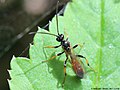 Cosmoconus elongator (Fabricius, 1775)