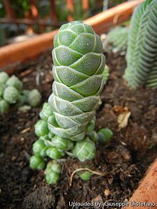 Crassula barklyi plante.jpg