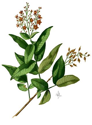 <i>Cratoxylum</i> Genus of flowering plants
