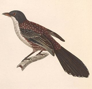 <i>Laniellus</i> Genus of birds