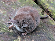 Brown shrew