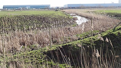 Erith Marshes