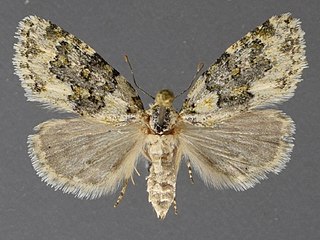 <i>Cryphia fascia</i> Species of moth