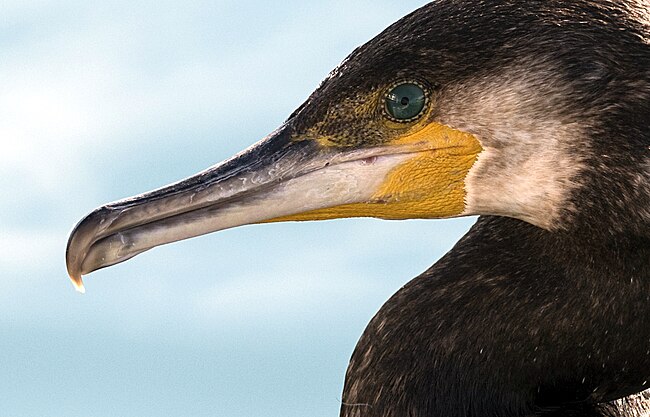 Phalacrocorax: Características, Taxonomía, Pesca con cormorán