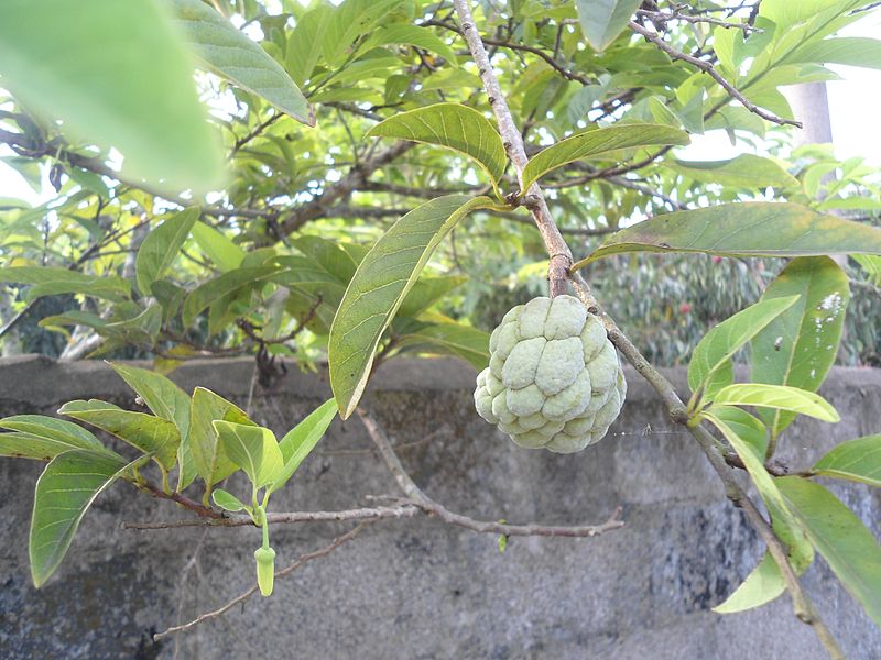 File:Custard apple tree in Hainan - 02.JPG