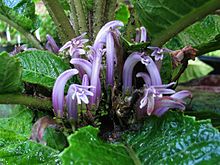 Cyanea truncata kukka.jpg