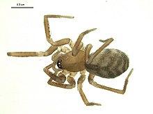 Cybaeota calcarata.jpg