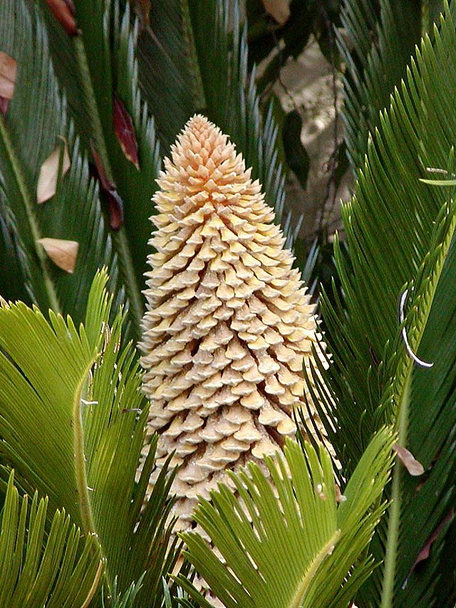 Cycas revoluta. Саговник Цикас. Саговник поникший Цикас. Цикас революта, саговник поникающий.