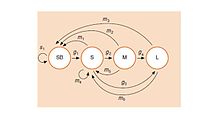 Le cycle de vie du Chardon penché ( Carduus nutans )