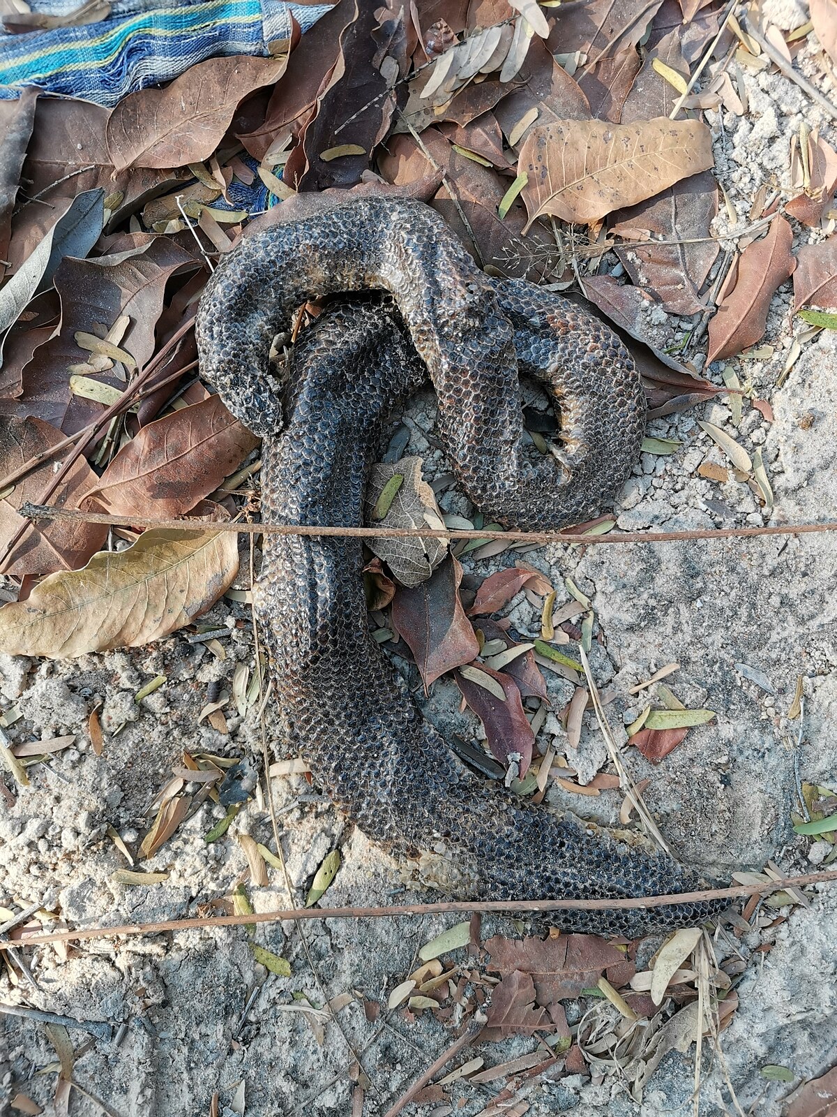 Jodi's Pipe Snake - Cylindrophis jodiae