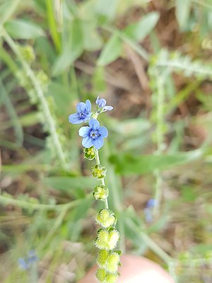 Cynoglossum lanceolatum00.jpg