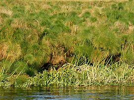 Set scattering the members of Osiris across the Egyptian marshes. Cyperus papyrus (Kafue River).jpg