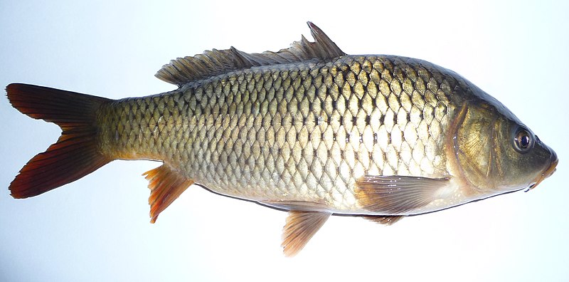 File:Cyprinus carpio 2008 G1 (cropped).jpg