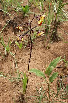 Orchid plant Cyrtopodium andersonii bare root -  France