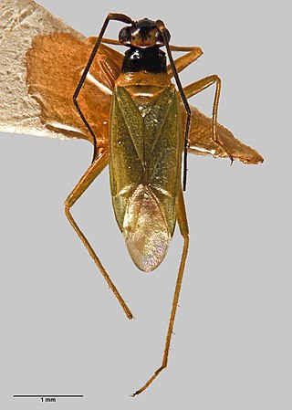 <i>Cyrtorhinus</i> Genus of true bugs