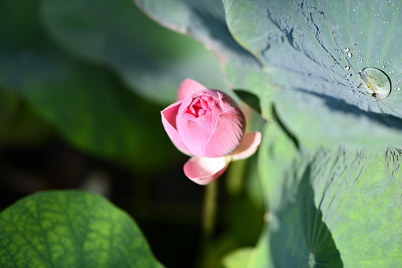 File:D85 3729 Lotus Photographed by Trisorn Triboon 05.jpg