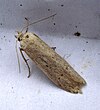 DSC06207 British Moths.jpg